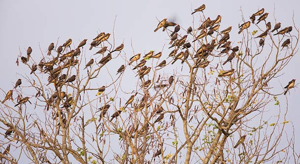Red-billed Oxpecker